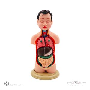 مولاژنیم تنه بدن انسان1/4