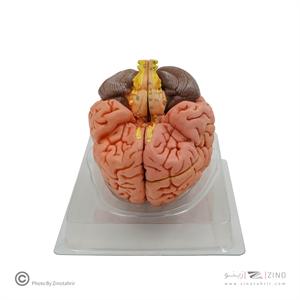 مولاژ مغز4قسمتی